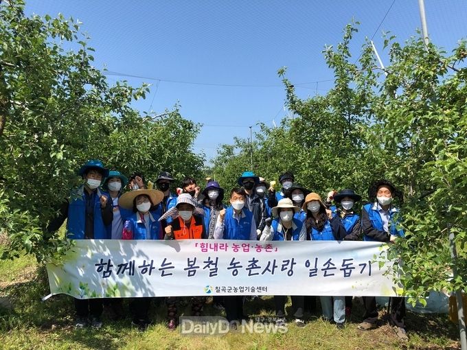 칠곡군농업기술센터, 기산면 사과 재배 농가에서 적과작업 지원