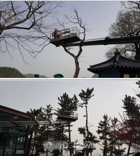 울진군 생활권 재해 우려목 사업 시행