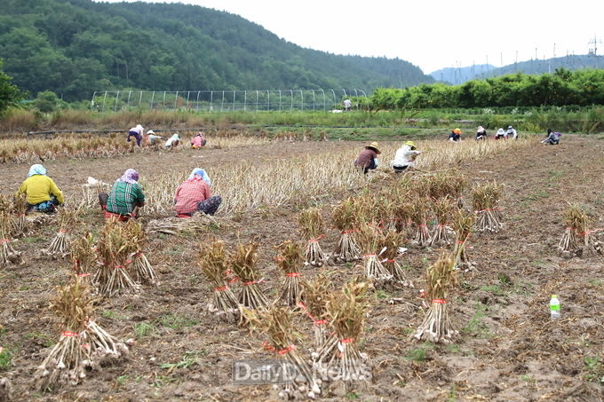 의성마늘 수확 장면