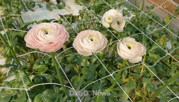 상주시, 고품질 화훼 생산 기술 전수