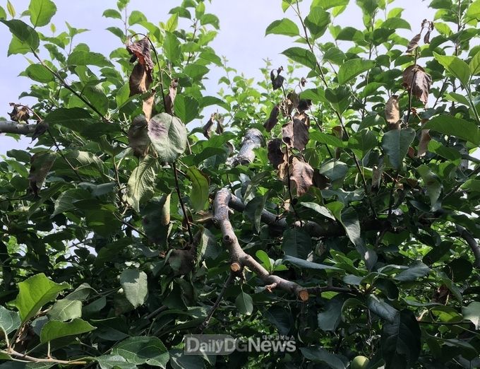 경상북도 제공) 과수화상병에 감염된 과수목