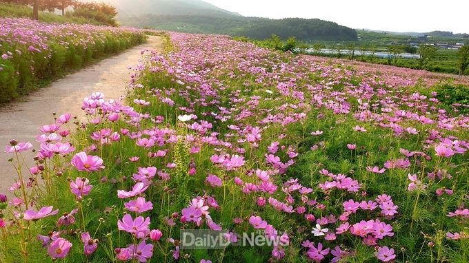 의성군이 조문국사적지 인근 15,000㎡ 규모의 유휴부지에 조성한 코스모스 꽃밭