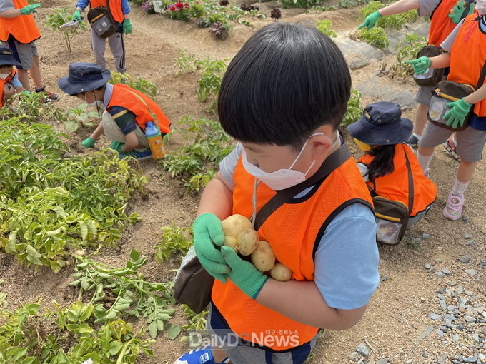 경산시, 어린이 농부학교 즐거운 감자 수확 체험