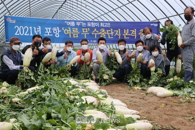  수출용 포항 여름 무 본격 출하 세계인 식탁 오른다