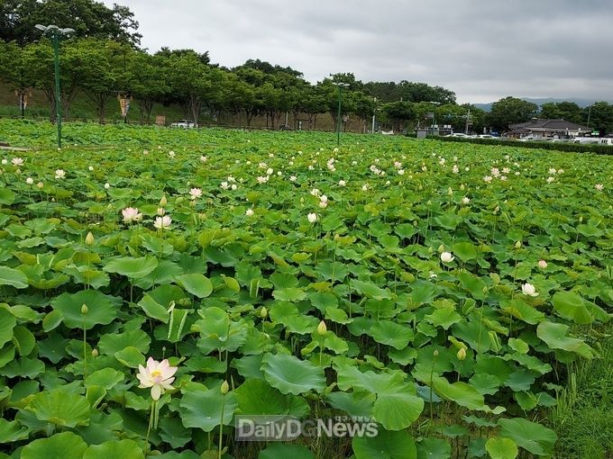 경주 동궁과 월지 연꽃단지 꽃망울 터뜨려
