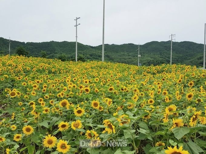 영양군 청기면 노인일자리 해바라기 역점사업