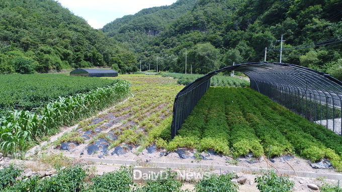 경상북도 제공) 차광_무차광 비교(하우스형)