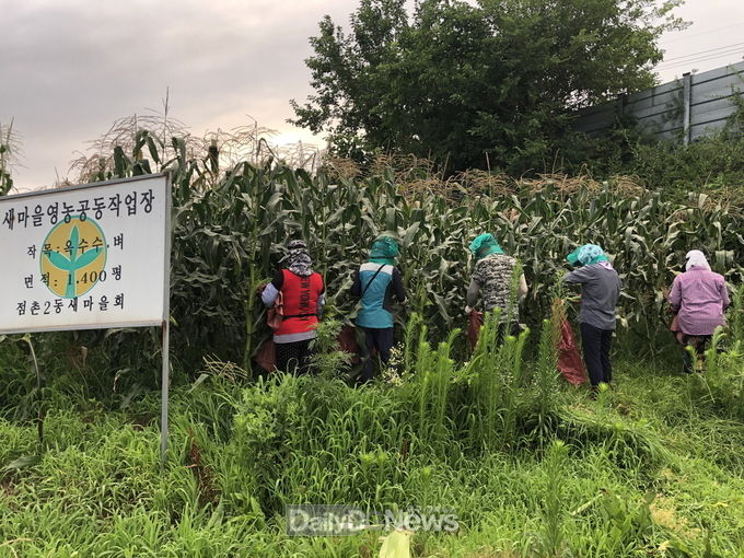 점촌2동 새마을남녀지도자협의회, 사랑의 옥수수 수확 실시