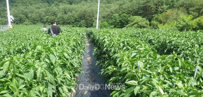 여름철 폭염대비 농작물관리 현장기술 지원
