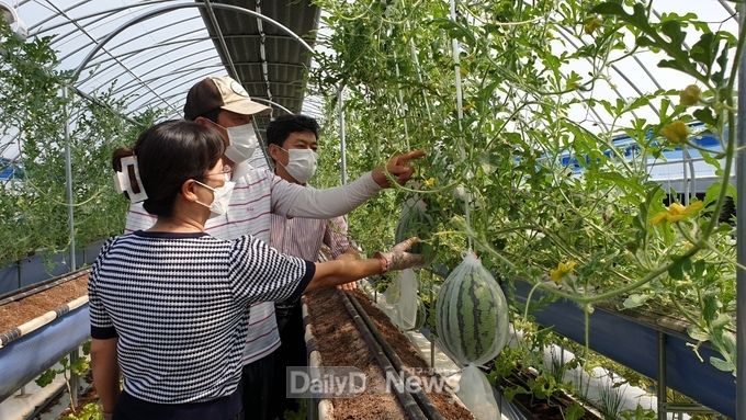 구미시, 시설하우스 휴작기 ‘ 애플수박 ’재배로 틈새농사 성공