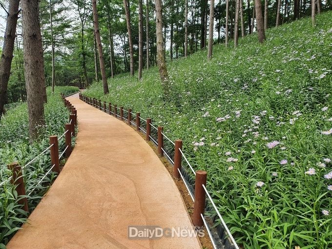 성주군 ‘가야산무장애나눔길’과 ‘벌개미취 군락지’, 휴가철 힐링 장소로 각광!