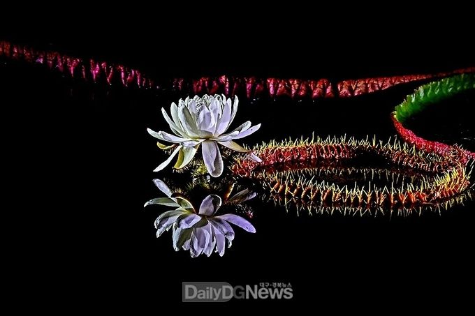 대구 달성군 송해공원 생태연못에 다양한 수생식물을 식재해 놓은 모습. (사진=달성군 제공)