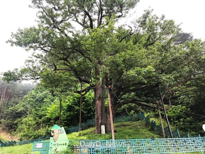 경상북도 제공) 천연기념물 울진 쌍전리 산돌배나무