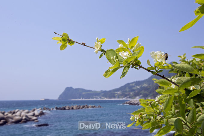 경상북도 제공) 섬괴불나무