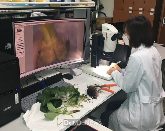 고령군, 딸기 화아분화 검경 진단실 운영