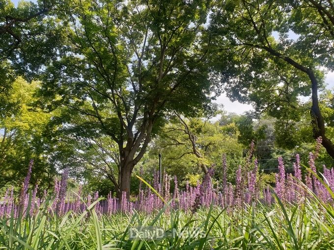 김천시 제공