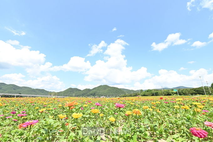 청송군, 전국 최대 규모 백일홍화원 조성, 오는 9월 1일 개장