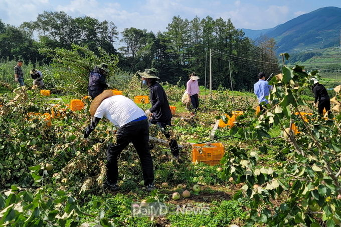 영주시, ‘농작물 관리 철저’ 당부