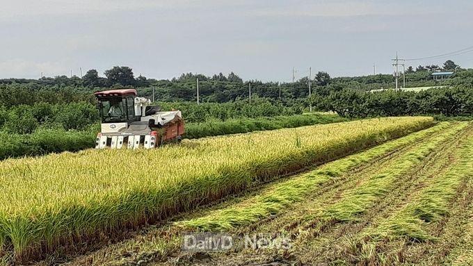 자인면 울옥리 신호철 농가, 해담벼 첫 수확