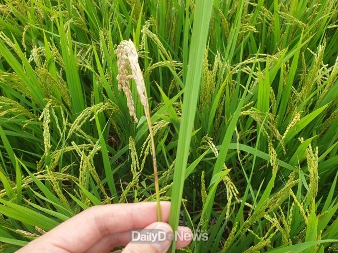 가을장마 지속으로 이삭도열병 발생 많아
