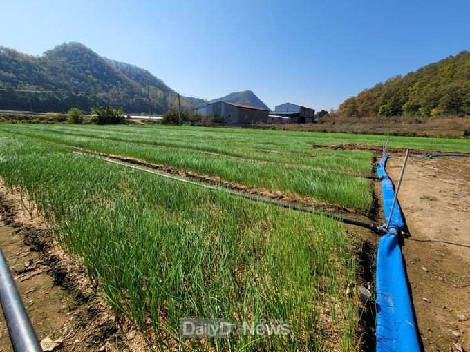 안동시, 고품질 양파 생산과 수량 증대 위한 양파 묘상 관리 철저히 당부