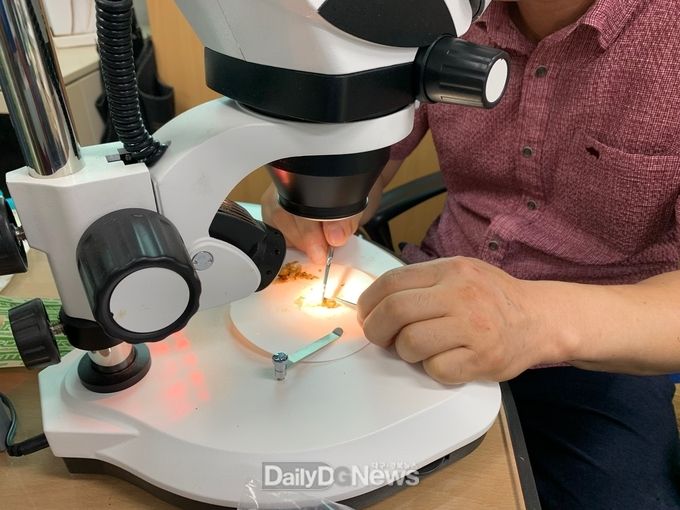 영주시농업기술센터 관계자가 딸기 화아분화 검사를 하고 있다