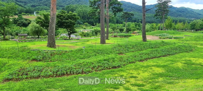 국립백두대간수목원). 계약재배 통해 공급받은 구절초로 식재한 전시원(잔디언덕)
