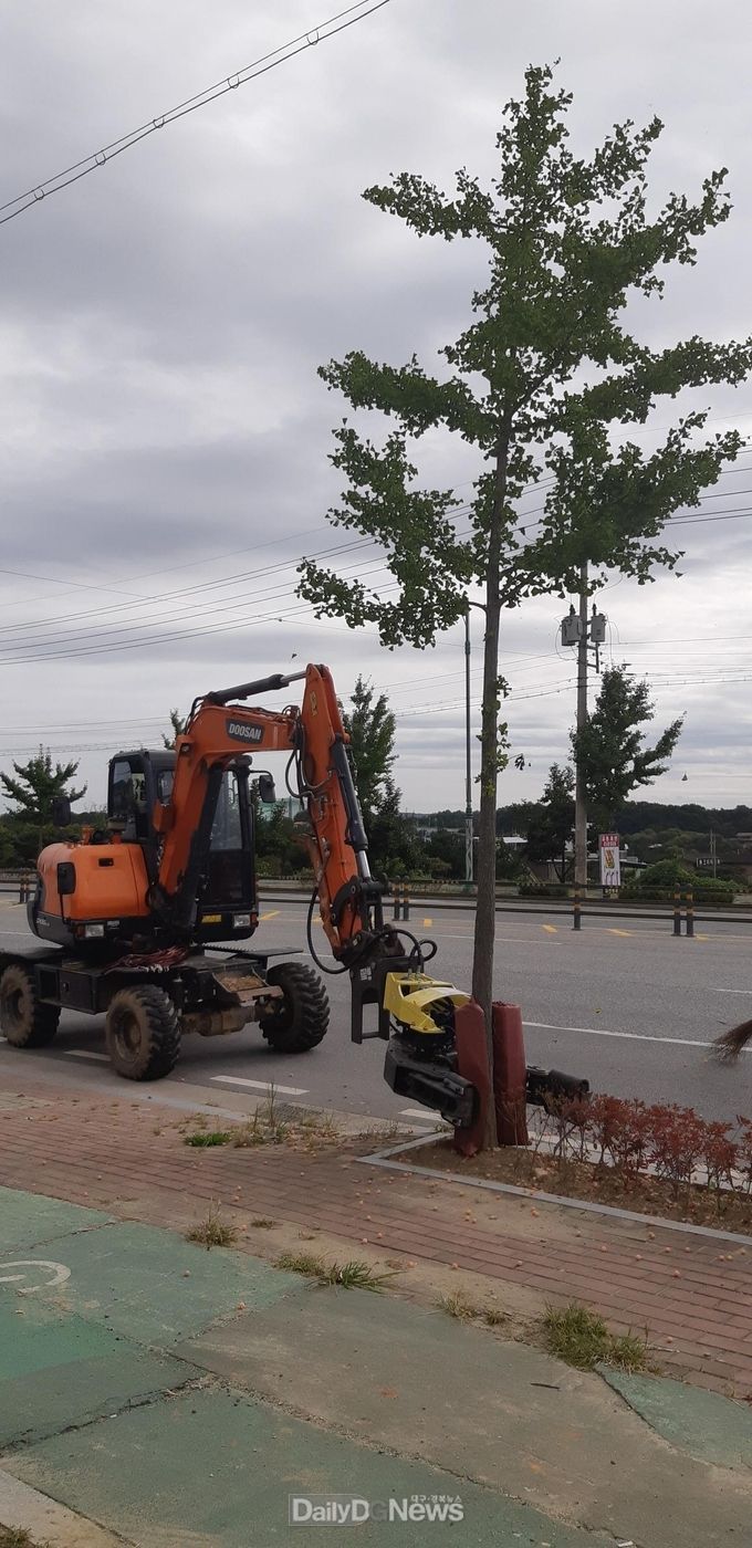 상주시, 은행나무 열매‘악취’진동수확기로 잡는다