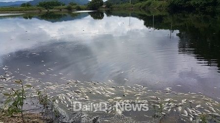 상주 축 분뇨 유출로 인근 저수지 물고기 집단폐사
