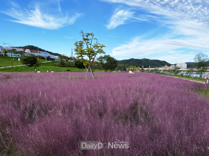 안동시, 낙동강변 핑크뮬리 개화 시작