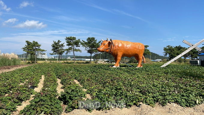 왕피천공원 고구마 수확체험