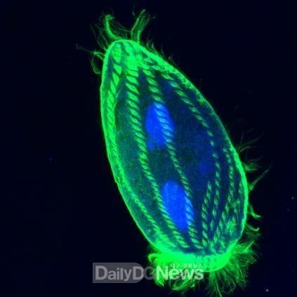 섬모충 Pleurotricha oligocirrata