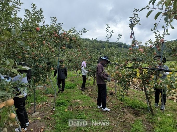 의성군 농축산과 직원들이 10월 6일 옥산면 실업리에 위치한 사과농장에서 잎소지 작업을 지원하고 있다.