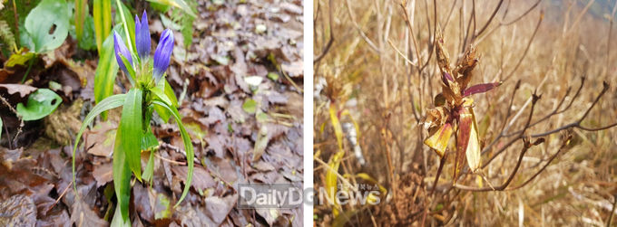 국립백두대간수목원 제공) 과남풀 식물체