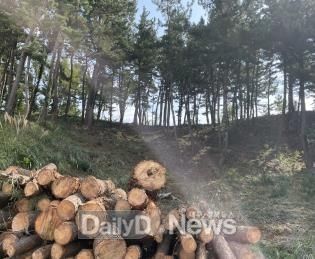‘대형 산불 사전예방’ 울진군, 산불예방 숲 가꾸기 사업 추진1(죽변면 후정리 688-5번지 일원)