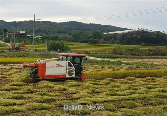 청도군, 고품질 쌀 생산 위한 적기수확 당부