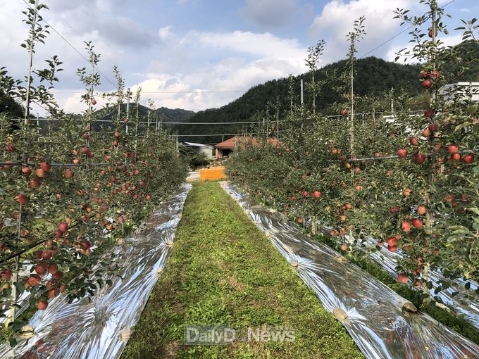 청정울진, 고랭지 가을사과 본격 출하