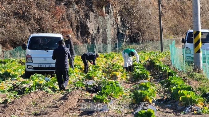 축산면 새마을협의회, ‘사랑의 배추’ 수확해 나눔 채비