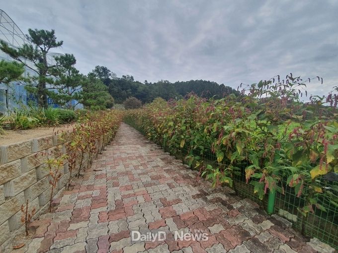 털여뀌 식물 군락 모습
