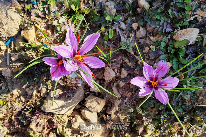 청송군, 금보다 비싼 향신료 ‘사프란’ 노지재배 성공