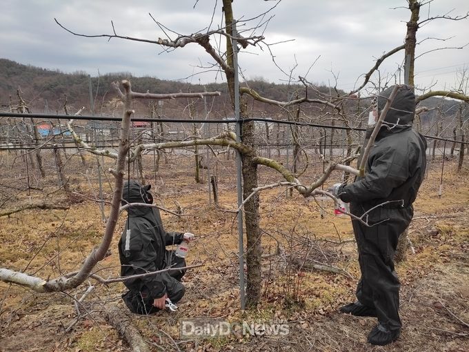 봉화군 과수화상병 확산 방지를 위한 동계 예찰 실시