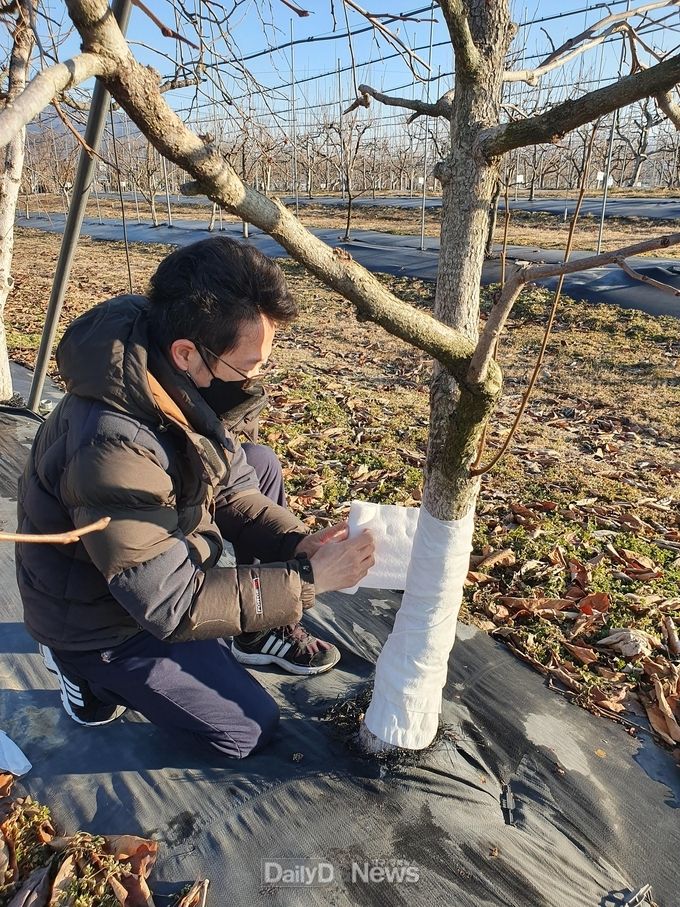 동해 예방 위해 나무 원줄기 부분 보온패드 등으로 감싸줘야