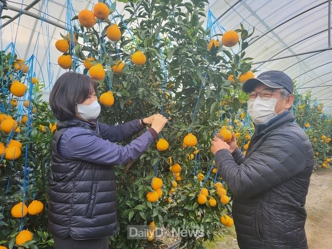맛과 향이 뛰어난 ‘경주봉’설 앞두고 본격 출하