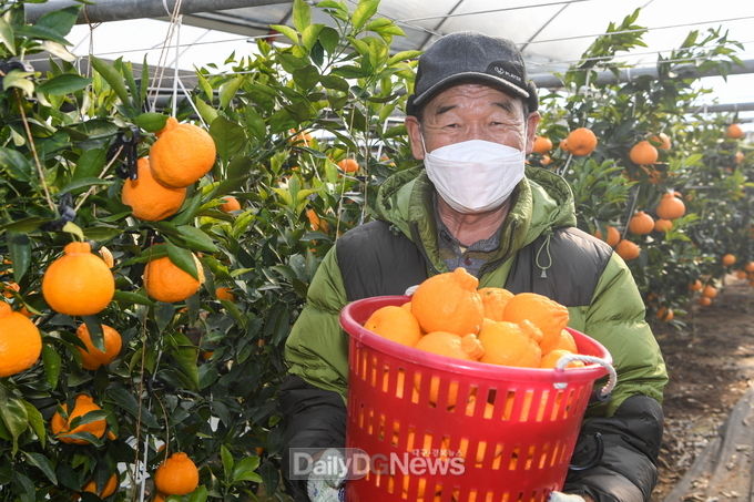 영주 ‘한라봉’Smart하게 키운다