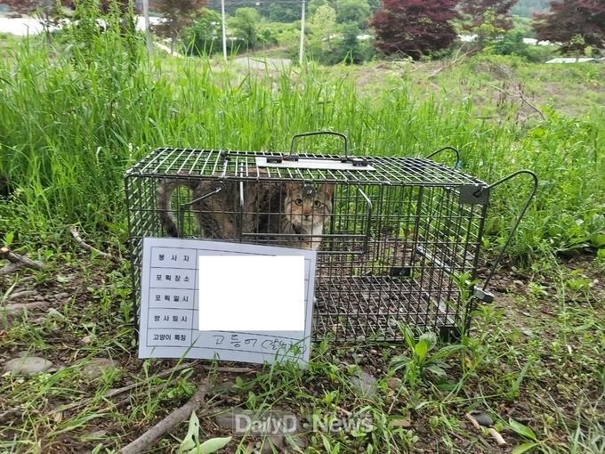 영양군, 길고양이 중성화 수술 사업 확대 시행
