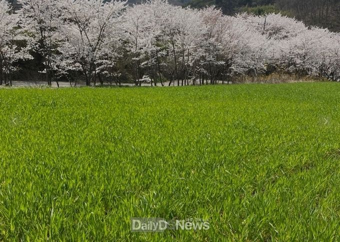 성주 하늘목장