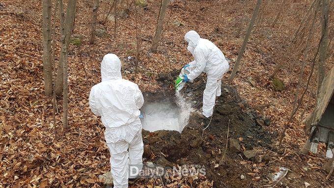 멧돼지 폐사체 처리