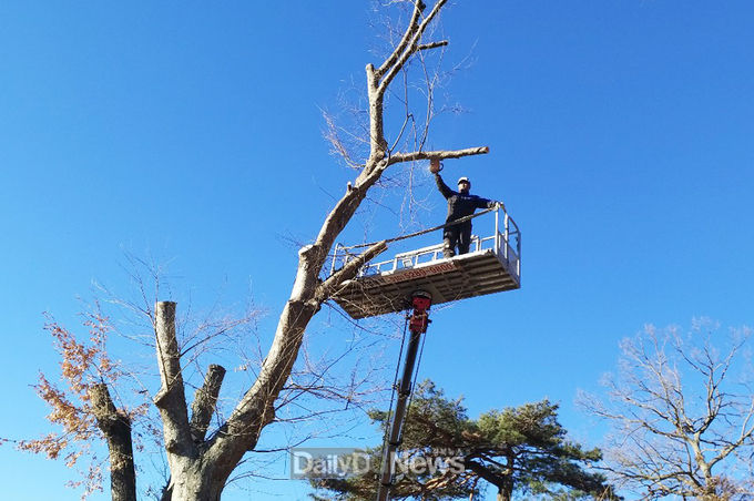 청송군, 생활권 주변 재해위험목 정비
