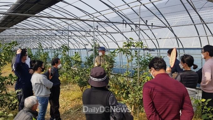 칠곡군농업기술센터, 아열대과수(만감류) 재배기술교육 ‘인기’