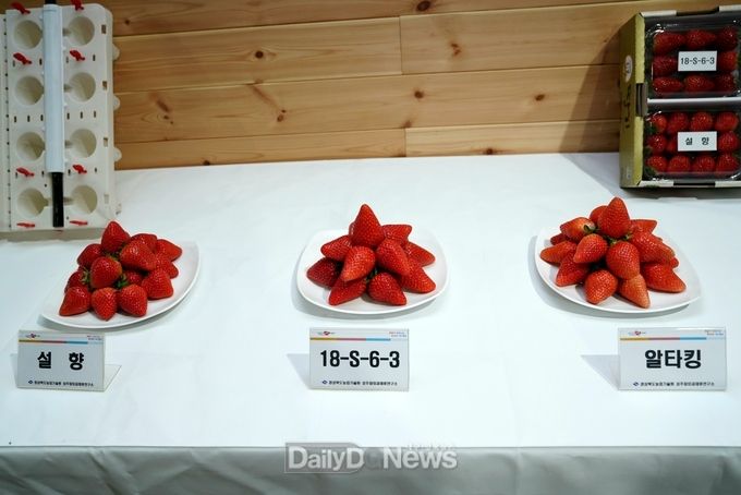 경북농기원, 17일 칠곡 베리파파베리맘에서 수출용 딸기 품종 평가회 개최